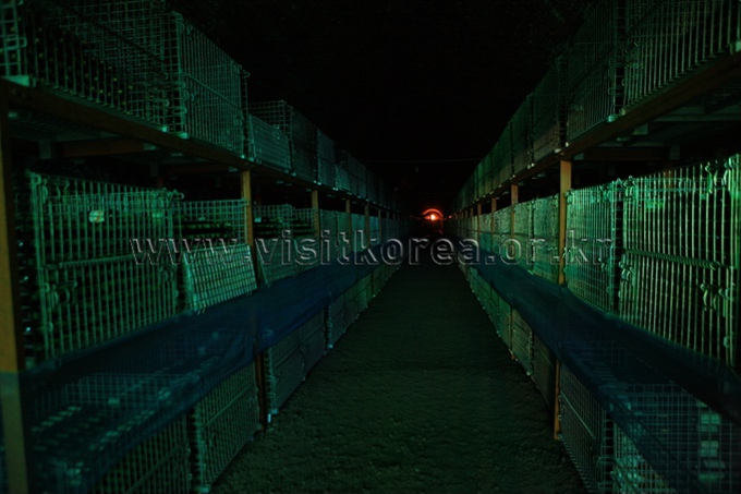 Wine Tunnel in Cheongdo