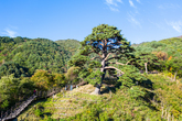 Cheonnyeonsong Pine Tree in Jirisan Mountain