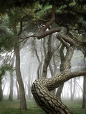 Korean Pine Trees