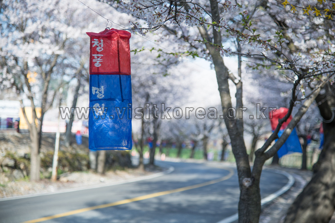 2019 제천 청풍호 벚꽃축제