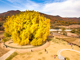Ginkgo Tree of Bangye-ri, Wonju