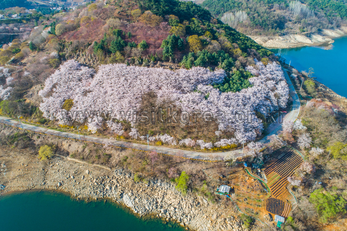 2019 제천 청풍호 벚꽃축제