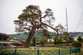 Dangsong Pine Tree in Dangsan-ri, Geochang