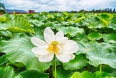 Hoesan White Lotus Pond in Muan