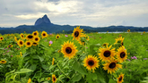 Maisan Mountain & Sunflowers