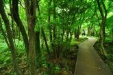 Hwasun Gotjawal Ecological Forest Trail