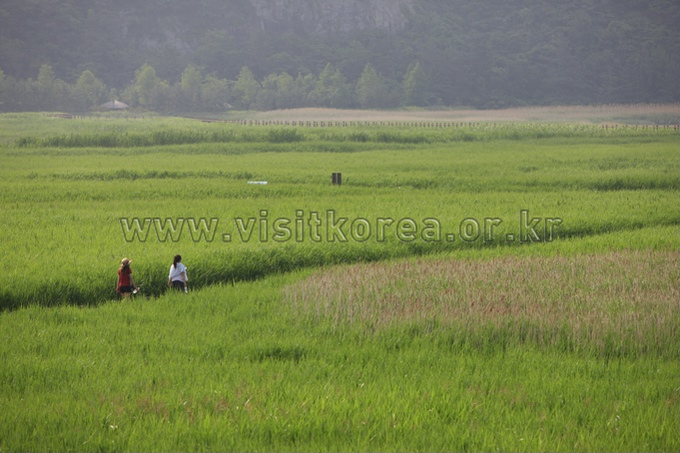 Suncheonman Bay Ecological Park 