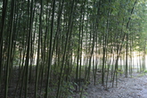 Simni Bamboo Grove