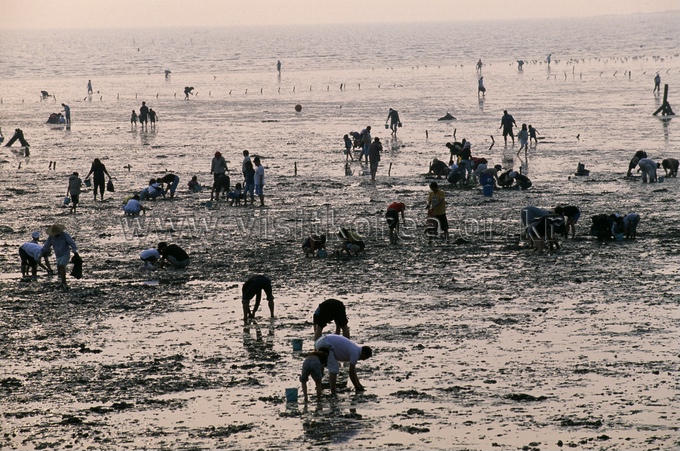 Gungpyeonghang Port Tide-land Festival 