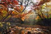 Autumn Scenery..
