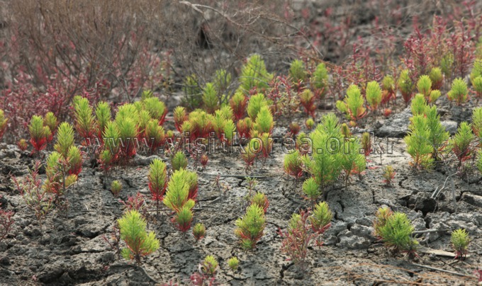 Suaeda japonica 