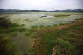 Habitat of Mig..