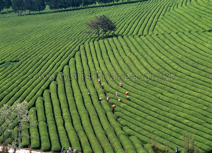 Boseong Green Tea Field 