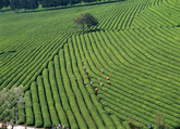 Boseong Green Tea Field Boseong Green Tea Field