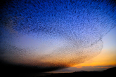 Group Dance of Birds Group Dance of Birds