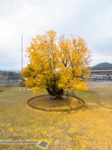 Geumsan Ginkgo Tree of Yogwang-ri