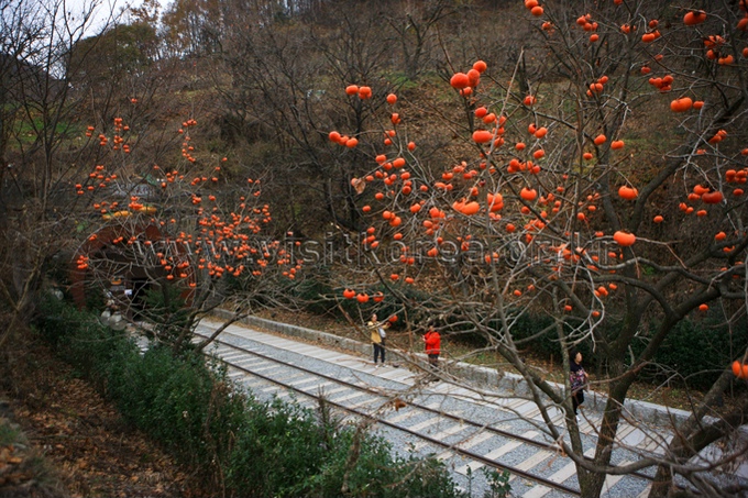 Wine Tunnel in Cheongdo