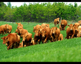Cattles in the..