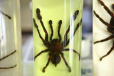 Jupil Spider Museum