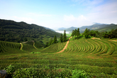 Boseong Green tea Farm
