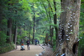 Woljeongsa Needle Fir Forest