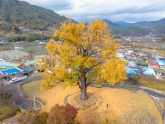 Hamyang Ginkgo Tree of Ungok-ri