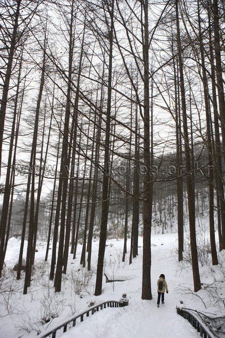 Mt.Taebaek Snow Festival