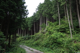 Honggildong Wood Land