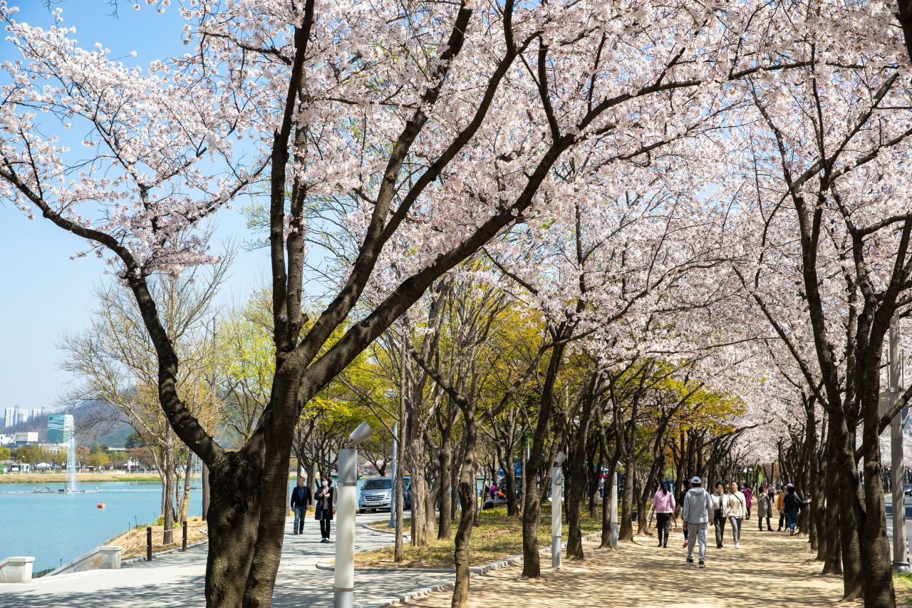 수성못 유원지 관광사진