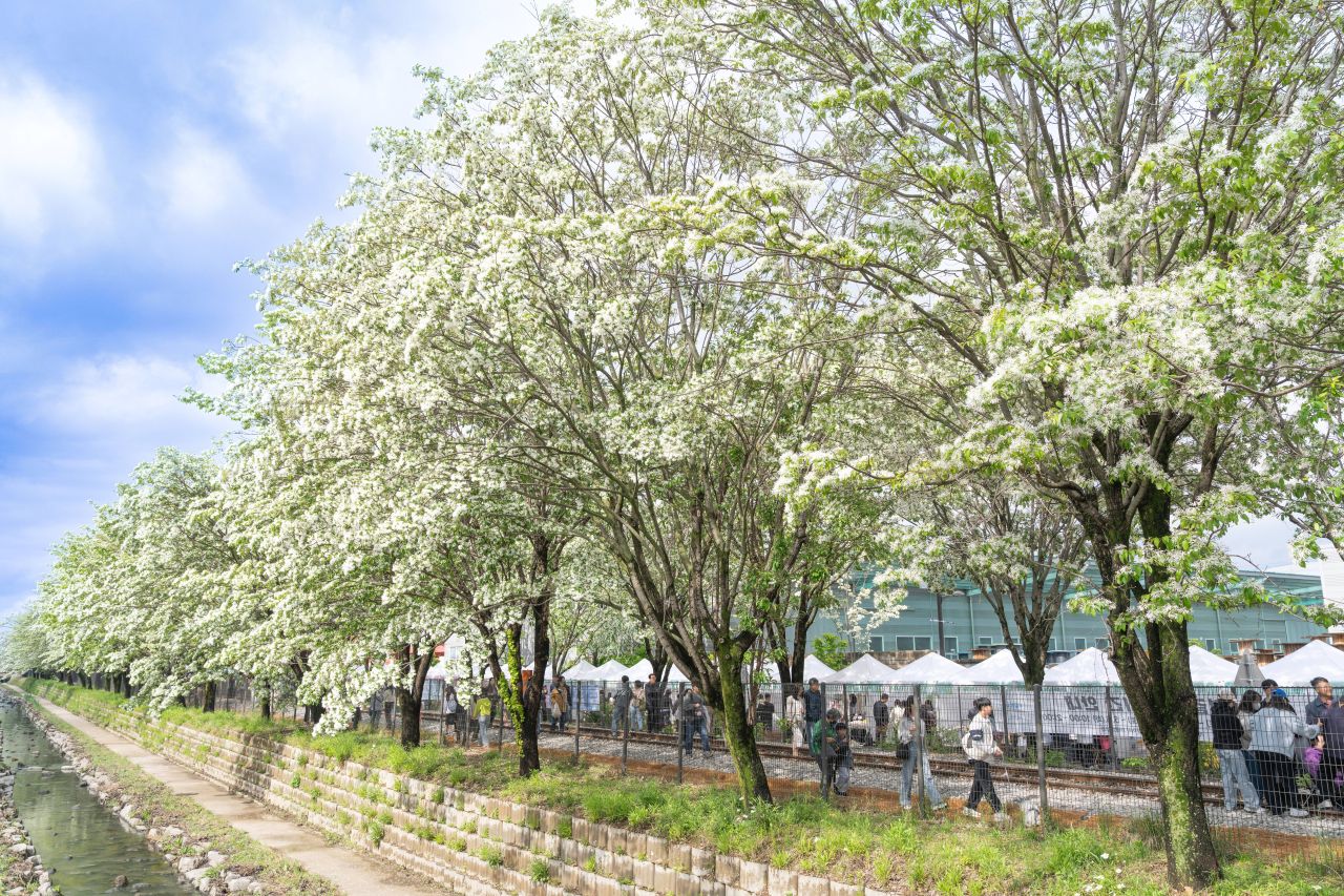 팔복동 이팝나무 철길