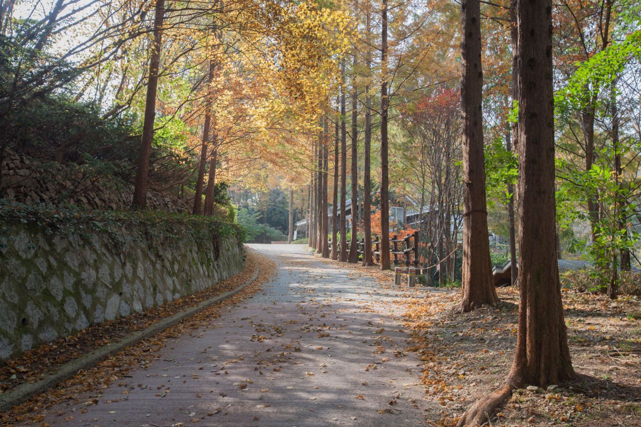 장태산자연휴양림 관광사진
