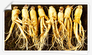 ginseng01