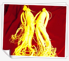 ginseng07