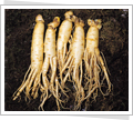 Ginseng