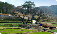Terraced Rice Paddies in Buheung-ri