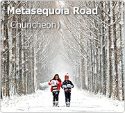 Metasequoia Road (Chuncheon)