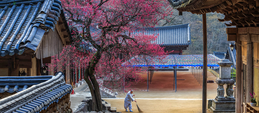Daegwallyeong Sheep Ranch 