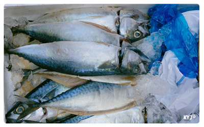 Healthy foods-mackerel