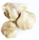 garlic poto