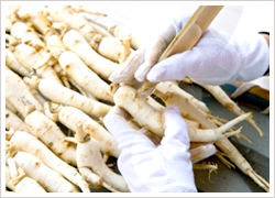 Geumsan Insam Ginseng Festival