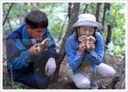 Yangyang Songi Mushroom Festival