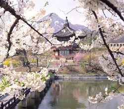 Full of Cherry Blossoms at Gyeongbokgung Palace