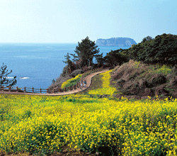 Canola Flowers at Jeju-do Island