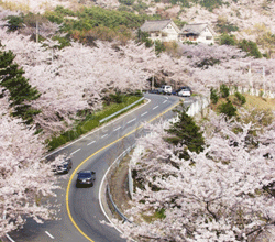 Cherry Blossoms in Jinhae