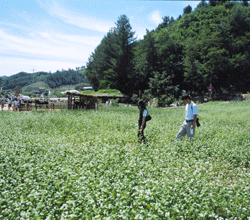 Bongpyeong in Gangwon-do Province