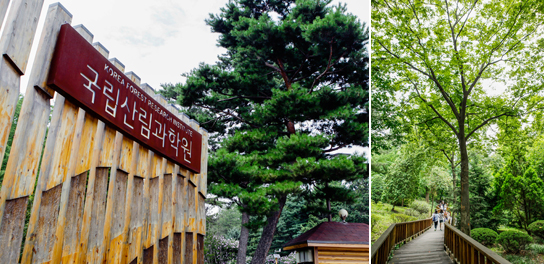Photo: Hongneung Arboretum