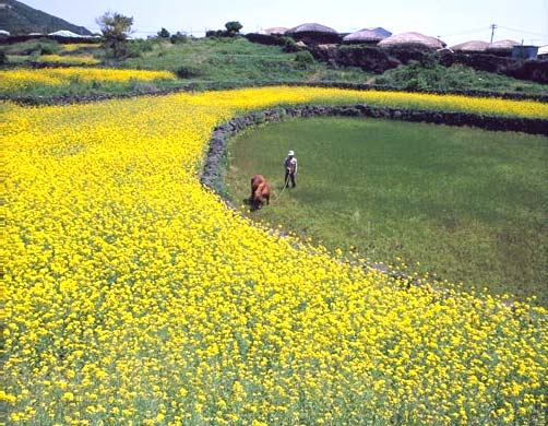 korean spring