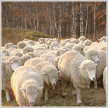 Daegwallyeong Sheep Farm
