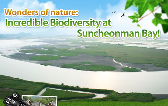 Wonders of nature: Incredible Biodiversity at Suncheonman Bay!