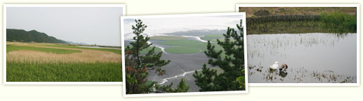 Suncheonman Bay